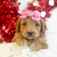 Melody - Mini, a female Goldendoodle for sale in Goshen, IN – Photo 5 of 7