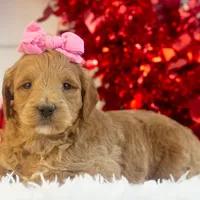 Melody - Mini, a female Goldendoodle for sale in Goshen, IN – Photo 6 of 7