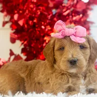 Melody - Mini, a female Goldendoodle for sale in Goshen, IN – Photo 7 of 7
