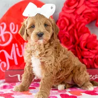 Melody - Mini, a female Goldendoodle for sale in Goshen, IN – Photo 3 of 7
