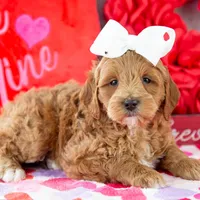 Melody - Mini, a female Goldendoodle for sale in Goshen, IN – Photo 4 of 7
