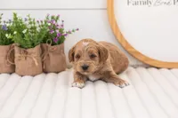 Mason - Mini, a male Miniature Goldendoodle for sale in Goshen, IN – 4 of 4