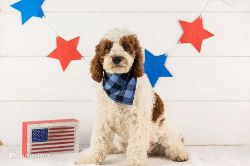 Mustang - Micro – Goldendoodle puppy for sale in Goshen, IN