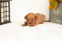 Jonah - Micro, a male Goldendoodle for sale in Goshen, IN – 4 of 4