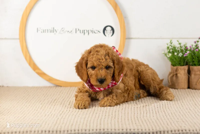 Rainer - mini – Miniature Goldendoodle puppy for sale in Goshen, IN