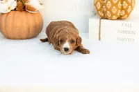 Ally - Mini, a female Goldendoodle for sale in Goshen, IN – 2 of 3