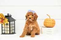 Glow - Mini, a female Goldendoodle for sale in Goshen, IN – 4 of 9