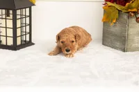 Jasper - Micro, a male Goldendoodle for sale in Goshen, IN – 4 of 4