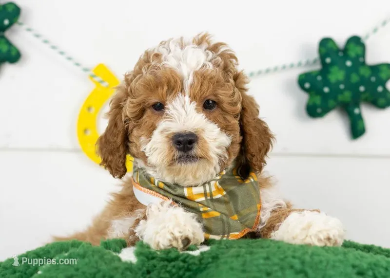 Buzz - Micro – Goldendoodle puppy for sale in Goshen, IN