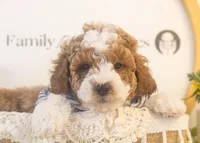 Buzz - Micro, a male Goldendoodle for sale in Goshen, IN – Photo 3 of 4