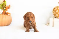 Nana - Micro, a female Goldendoodle for sale in Goshen, IN – 3 of 4