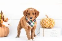 Caviar - Mini, a male Goldendoodle for sale in Goshen, IN – 3 of 3