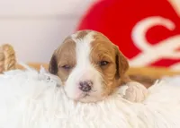 Brenda - Micro, a female Goldendoodle for sale in Goshen, IN – Photo 2 of 4