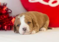 Brenda - Micro, a female Goldendoodle for sale in Goshen, IN – Photo 1 of 4