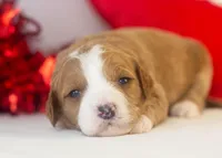 Brenda - Micro, a female Goldendoodle for sale in Goshen, IN – Photo 4 of 4