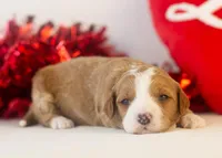 Brenda - Micro, a female Goldendoodle for sale in Goshen, IN – Photo 3 of 4