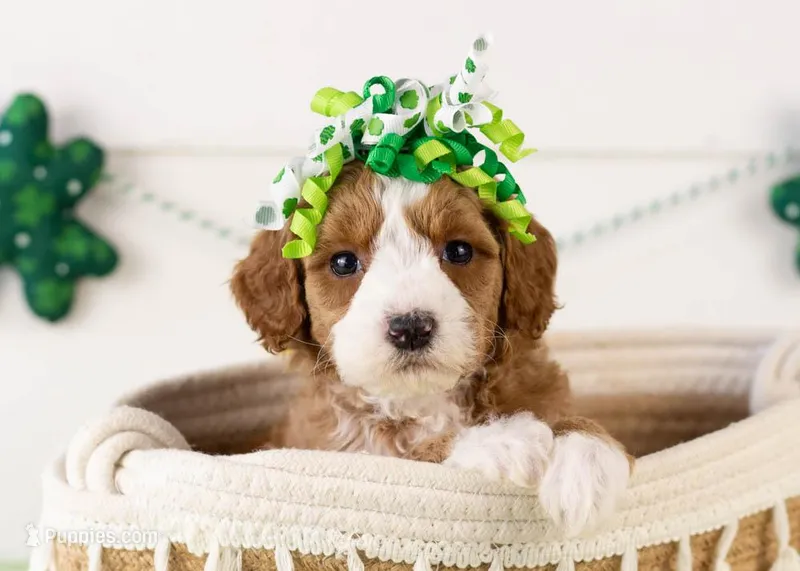 Brenda - Micro – Goldendoodle puppy for sale in Goshen, IN