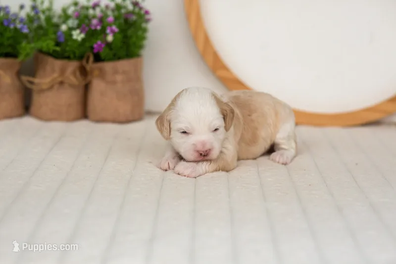 Flash - Mini – Miniature Goldendoodle puppy for sale in Goshen, IN