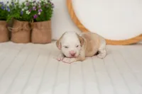 Flash - Mini, a male Miniature Goldendoodle for sale in Goshen, IN – 1 of 4