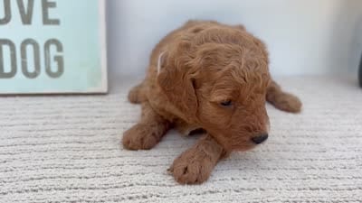 Glow - Mini, a female Goldendoodle for sale in Goshen, IN – 4 of 4