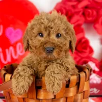 Andy - Micro, a male Goldendoodle for sale in Goshen, IN – Photo 3 of 10