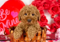 Andy - Micro, a male Goldendoodle for sale in Goshen, IN – Photo 1 of 10