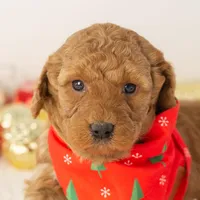 Andy - Micro, a male Goldendoodle for sale in Goshen, IN – Photo 7 of 10
