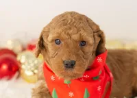 Andy - Micro, a male Goldendoodle for sale in Goshen, IN – Photo 5 of 10
