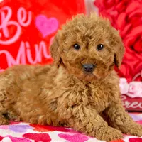 Andy - Micro, a male Goldendoodle for sale in Goshen, IN – Photo 4 of 10