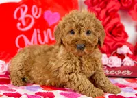 Andy - Micro, a male Goldendoodle for sale in Goshen, IN – Photo 2 of 10