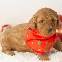 Andy - Micro, a male Goldendoodle for sale in Goshen, IN – Photo 8 of 10