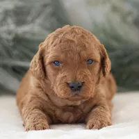 Andy - Micro, a male Goldendoodle for sale in Goshen, IN – Photo 9 of 10