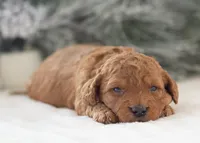 Andy - Micro, a male Goldendoodle for sale in Goshen, IN – Photo 10 of 10
