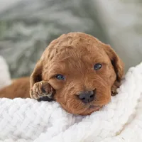 Andy - Micro, a male Goldendoodle for sale in Goshen, IN – Photo 10 of 10