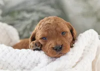 Andy - Micro, a male Goldendoodle for sale in Goshen, IN – Photo 8 of 10