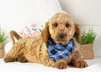 Andy - Micro, a male Goldendoodle for sale in Goshen, IN – Photo 1 of 10