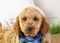 Andy - Micro, a male Goldendoodle for sale in Goshen, IN – Photo 2 of 10