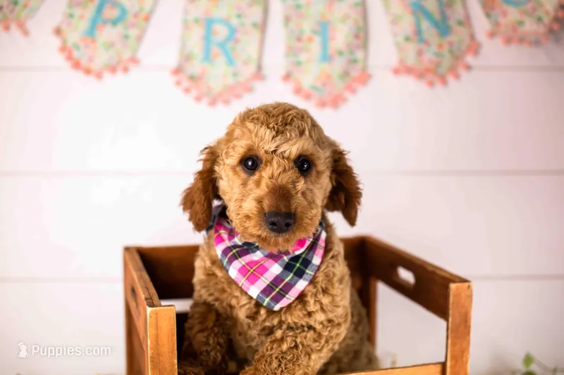 Andy - Micro – Goldendoodle puppy for sale in Goshen, IN
