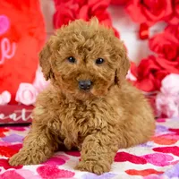 Andy - Micro, a male Goldendoodle for sale in Goshen, IN – Photo 5 of 10