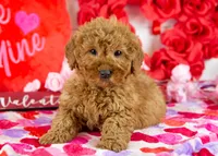 Andy - Micro, a male Goldendoodle for sale in Goshen, IN – Photo 3 of 10