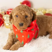 Andy - Micro, a male Goldendoodle for sale in Goshen, IN – Photo 6 of 10