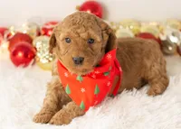 Andy - Micro, a male Goldendoodle for sale in Goshen, IN – Photo 4 of 10