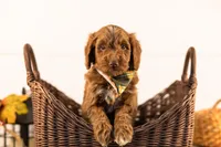 Ozark - Medium, a male Goldendoodle for sale in Goshen, IN – 4 of 4