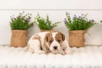 Lucy - Medium, a female Goldendoodle for sale in Goshen, IN – 4 of 7