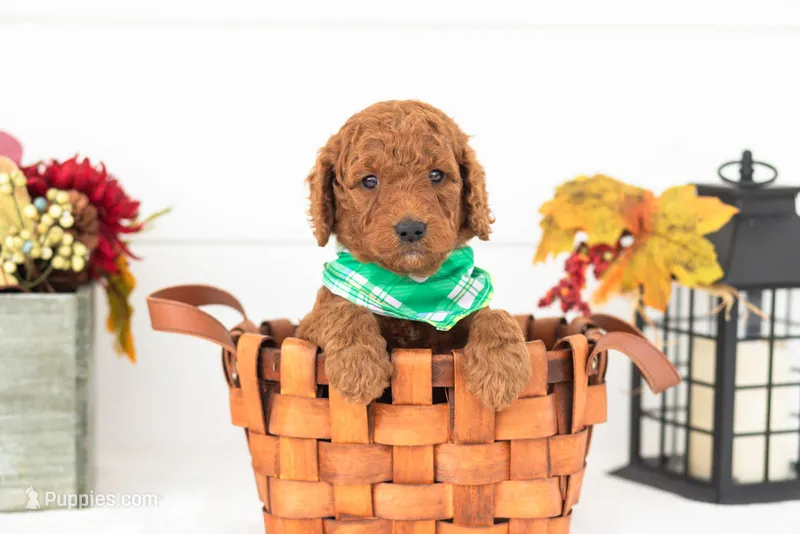 Roo - Medium – Goldendoodle puppy for sale in Goshen, IN