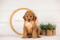 Rainer - mini, a male Miniature Goldendoodle for sale in Goshen, IN – 3 of 10