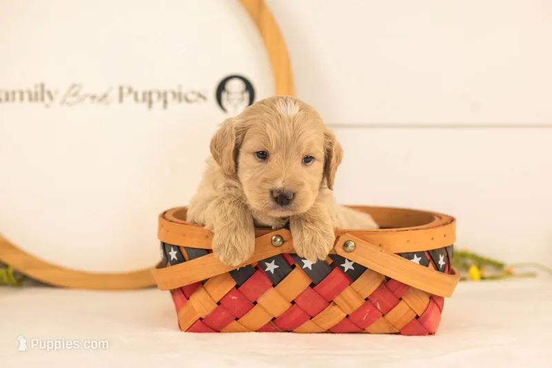 Larry - Medium – Goldendoodle puppy for sale in Goshen, IN