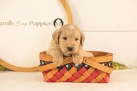 Larry - Medium, a male Goldendoodle for sale in Goshen, IN – 1 of 3