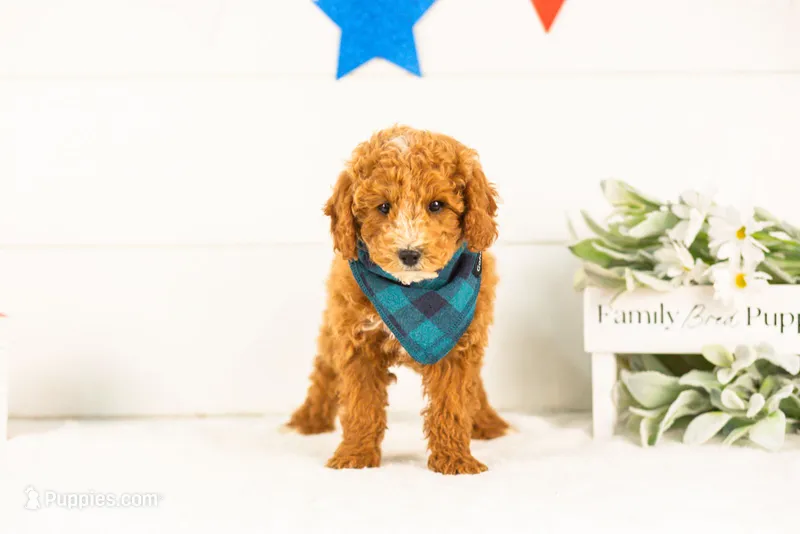 Miles - Toy – Goldendoodle puppy for sale in Goshen, IN