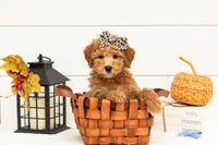 Butterfly - Mini, a female Goldendoodle for sale in Goshen, IN – 3 of 9